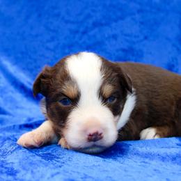 Lucky - Red tri male Miniature Australian Shepherd puppy in Foxworth, Mississippi from Ten Mile Aussies