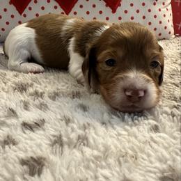Boy 1 - Red male Dachshund puppy in Hensley, Arkansas from The Dachshund Barn