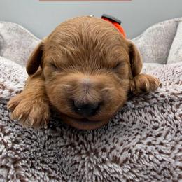 Snap- Orange Collar - Red  male Goldendoodle puppy in Cape Coral, Florida from Nay Nays Mini Doodles