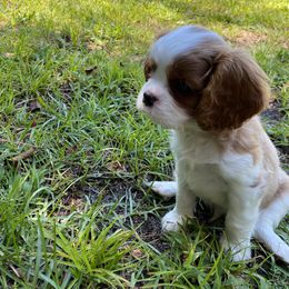Black Russian Terrier and Cavalier King Charles Spaniel Puppies from Ocean Gem & Guardian Bears