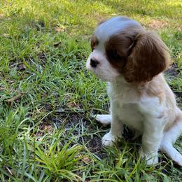 Black Russian Terrier and Cavalier King Charles Spaniel Puppies from Ocean Gem & Guardian Bears
