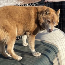 "Chanel Dior" Siberian Husky All Grown Up from Alpine Tails