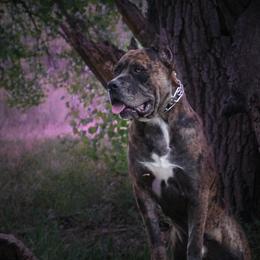 Molosser (Bully x)  All Grown Up from Miscela Molossers