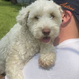 Sadie - Miniature Schnauzer