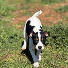 Jasper - Black white and tan male Rat Terrier puppy in Molalla, Oregon from The Puppy Patch Rat Terriers