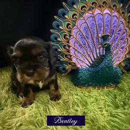 Bentley - Black and tan male Cavalier King Charles Spaniel puppy in Broken Arrow, Oklahoma from Cavalier King Charles Heartland