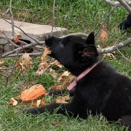 Pink - Black female German Shepherd puppy in Motley, Minnesota from Von Thomson Haus