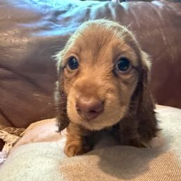 Girl 1 - Sable female Dachshund puppy in Pontiac, Michigan from Hutch hounds