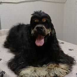 FANCY TOO - Cocker Spaniel