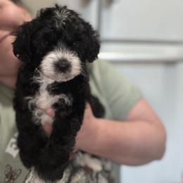 Buddy - Black and white male Aussiedoodle puppy in Hopkins, Missouri from Mowry Creek Mini Aussiedoodles and More
