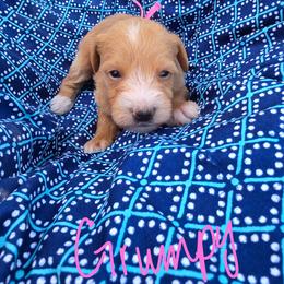 Grumpy - Apricot female Schnoodle puppy in Perry, Arkansas from Central AR Schnoodles