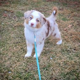 Australian Shepherd Puppies from Peacock’s Pride Australian Shepherds