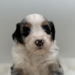 Boy 1 - Tri-color male Bernedoodle puppy in Montverde, Florida from Central Florida Bernedoodles
