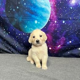 Estelle - Light golden female Golden Retriever puppy in Adair, Oklahoma from Rejoice Retrievers