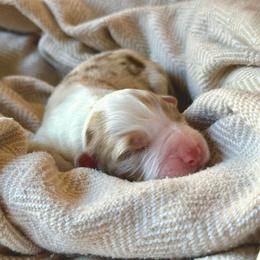 Alpine - Red merle female Australian Shepherd puppy in Liberty Hill, Texas from Emerald Isle Australian Shepherds