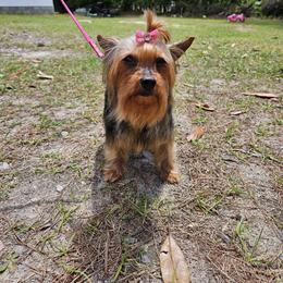 Pepper - Yorkshire Terrier