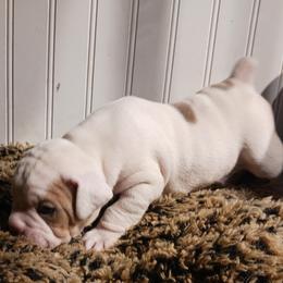 Girl 1 - Fawn and white female Olde English Bulldogge puppy in Evanston, Illinois from Blue Knob OEB's