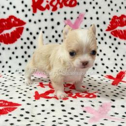 Ducky - Cream and white female Chihuahua puppy in Anderson, South Carolina from Lil Treasures Chihuahuas