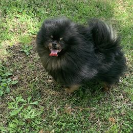 Pomeranians from Rachel’s Pomeranians