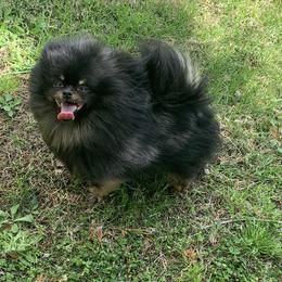 Pomeranians from Rachel’s Pomeranians