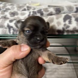 Joe - Black sabled fawn male Chihuahua puppy in Westport, New York from Chantilly chihuahuas