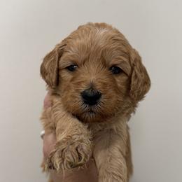 Joker - Red  male Goldendoodle puppy in Clinton, Utah from Golden Law Kennels