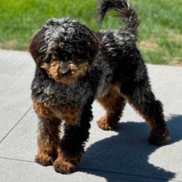 Charlie - Poodle