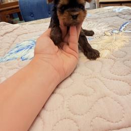 Girl 2 - Black and tan female Yorkshire Terrier puppy in Lowell, Massachusetts from Katie’s Yorkies