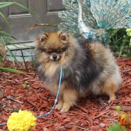 Marjan - Wolf sable female Pomeranian puppy in Memphis, Michigan from Magix'z Pomeranians