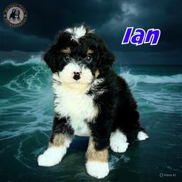 Ian - Tri-color male Bernedoodle puppy in Banner Elk, North Carolina from Walnut Tree Bernedoodles