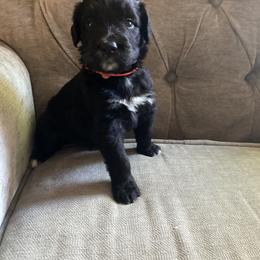 Bernedoodle, Goldendoodle, and Sheepadoodle Puppies from Dhalia’s Doodles