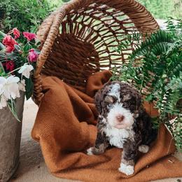Willow - female Australian Mountain Doodle puppy in Tryon, North Carolina from Melrose Mountain Farm