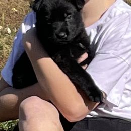 German Shepherd Puppies from Carlson Hill Farm