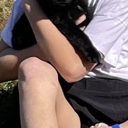 German Shepherd Puppies from Carlson Hill Farm