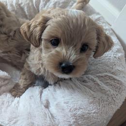 Bro - Cream male Maltipoo puppy in Federal Way, Washington from Joyful Pups