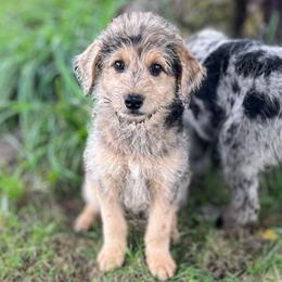 Molly - Merle female Assorted Doodle Crosses puppy in Kansas City, Missouri from Beary GoldenDoodles