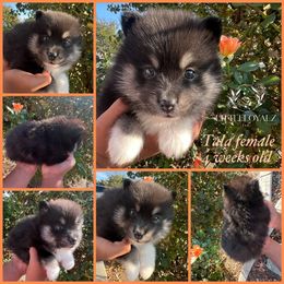 Tala - Black and white female Pomsky puppy in Riverside, California from LittleLoyalzLLC