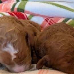 Girl 1 - Red  male Poodle puppy in Silverton, Oregon from Rambler Goldens