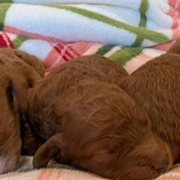 Girl 1 - Red  male Poodle puppy in Silverton, Oregon from Rambler Goldens