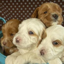 Australian Labradoodles from Discovery Tails Labradoodles