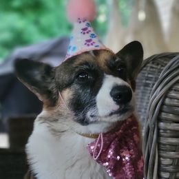 Beagles, French Bulldogs, Labrador Retrievers, and Pembroke Welsh Corgis from Country Acres Farm