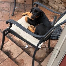 White girl - Black and mahogany female Rottweiler puppy in Colorado Springs, Colorado from Von Locher Rotties
