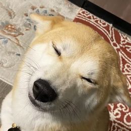 Miki - Shiba Inu