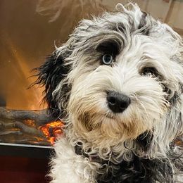 Squirrel - Australian Labradoodle