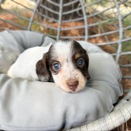 Brownie - Piebald male Dachshund puppy in Wamego, Kansas from Doodles of Oz