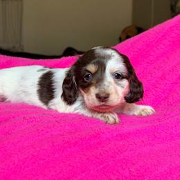 Jessie - Piebald female Dachshund puppy in Hornbeck, Louisiana from A&Z Mini Dachshunds