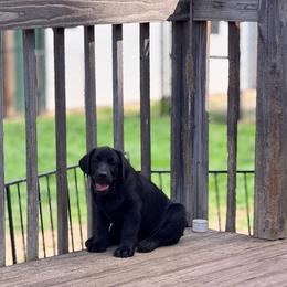 Matteo - Black male Labrador Retriever puppy in Saint Anne, Illinois from Firecrest Kennels