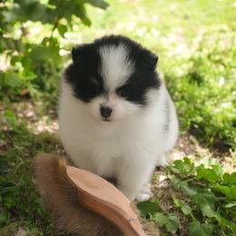 Hayden 3,500 dollars - Black and tan parti female Pomeranian puppy in Amelia, Ohio from Boujee Puff Poms
