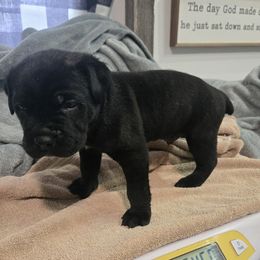 Boy 5 - male Cane Corso puppy in Beaver Crossing, Nebraska from Blue River Cane Corso