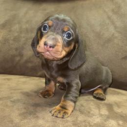 Alvin - Chocolate and tan male Dachshund puppy in Goldthwaite, Texas from Mini Mama Dachshunds